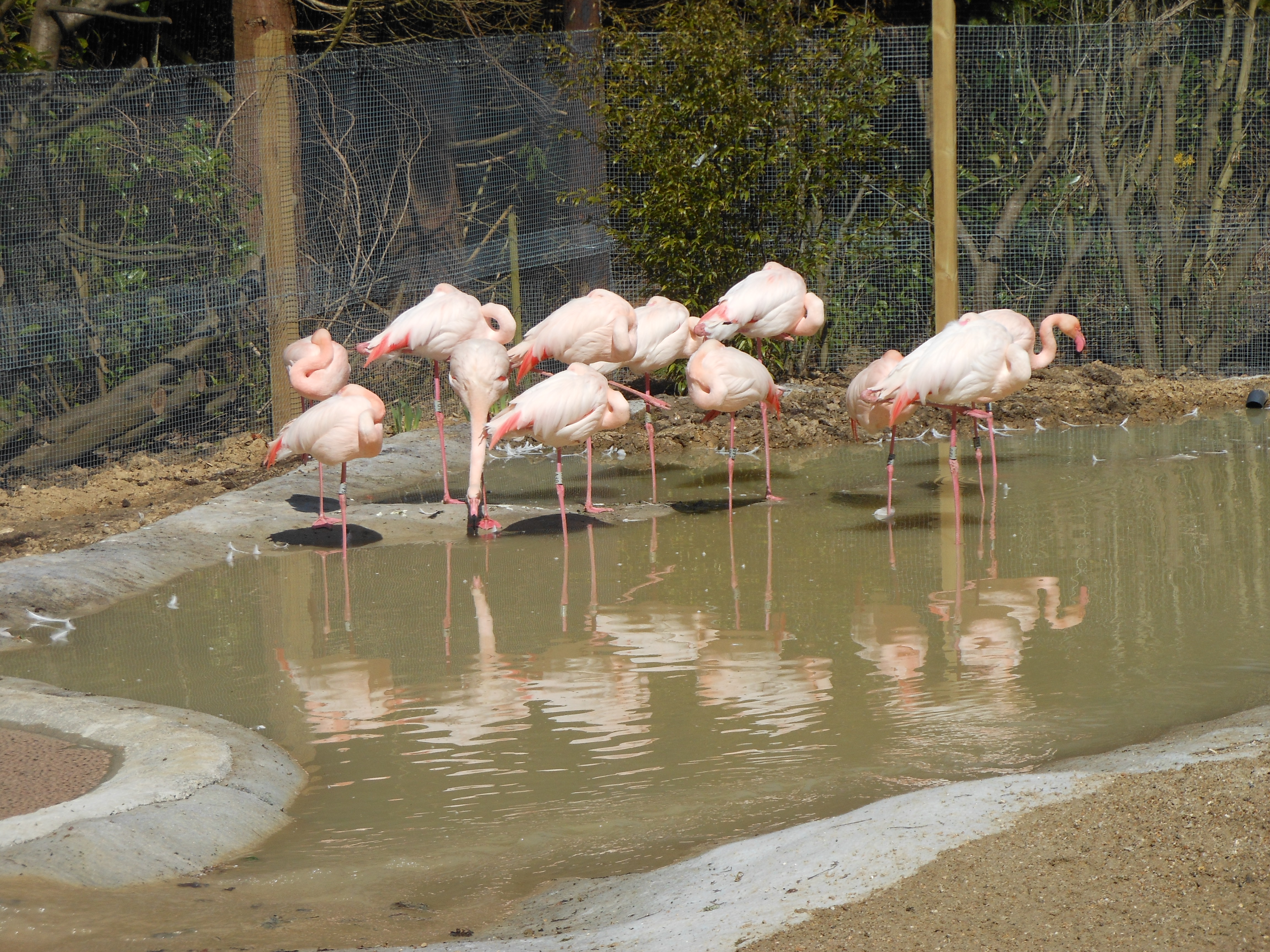 Well Dressings Bakewell